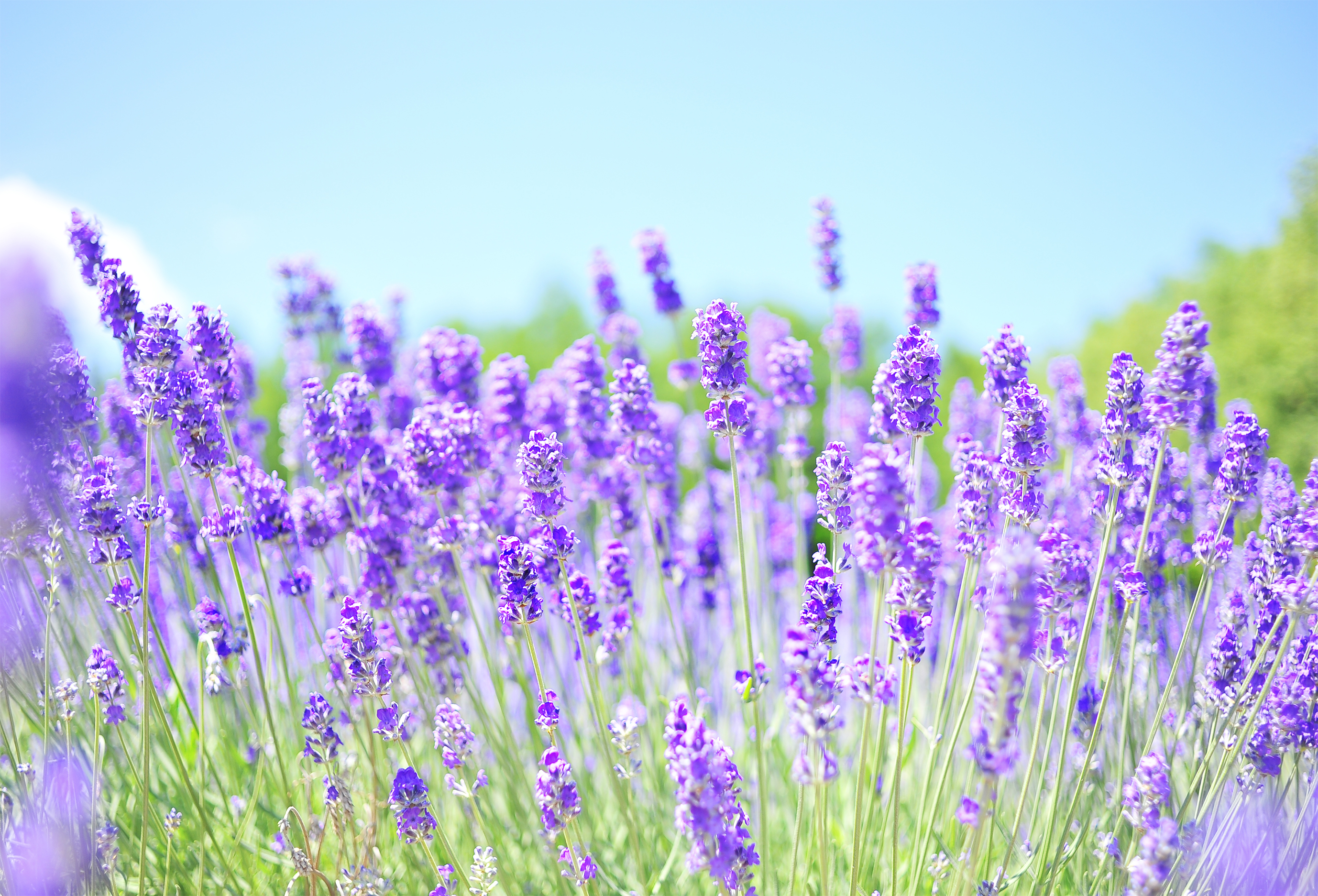 ソフィ&reg;センターイン