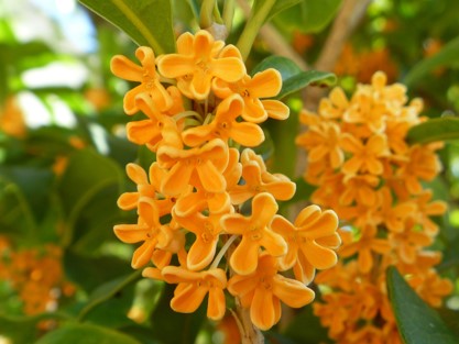 ソフィ&reg;センターイン