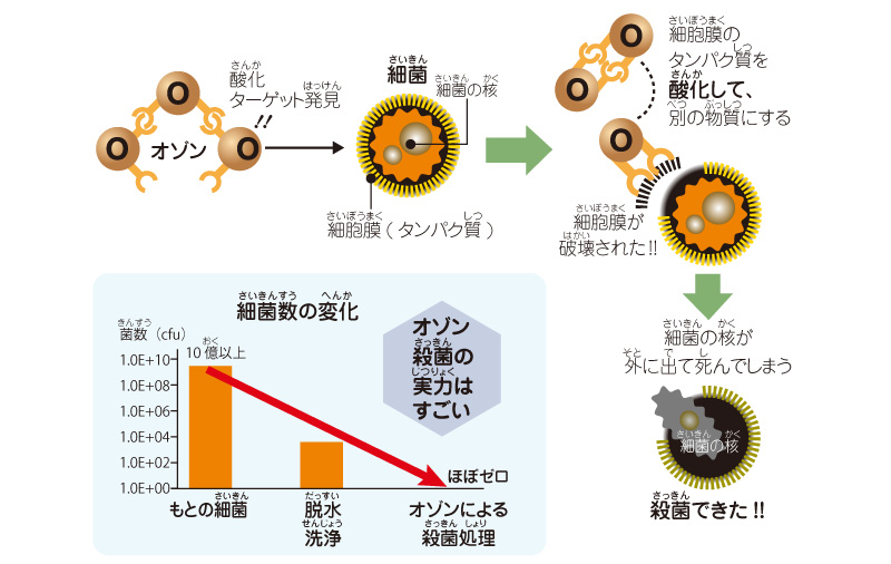 図解：オゾンで殺菌する仕組み